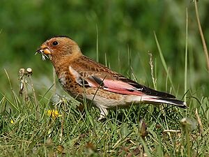 Crimson-winged Finch (Rhodopechys sanguineus) (29935889654) (cropped).jpg