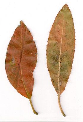 Croton verreauxii scanned leaves