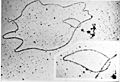 DNA Under electron microscope Image 3576B-PH
