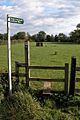 Daffodil Way, Dymock - geograph.org.uk - 69563