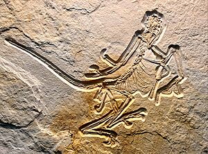 Das 12. Exemplar des Archaeopteryx (8)