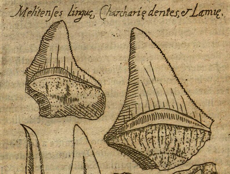 De Gloffopetris Differtatio (cropped)