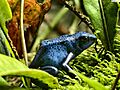 Dendrobates tinctorius - Blue poison dart frog