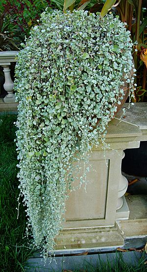 Dichondra 'Silver Falls' Pot 1600px.jpg