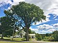 Elm Tree in Cummington, MA - August 2020