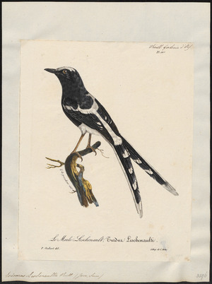 Enicurus leschenaultii - 1825-1834 - Print - Iconographia Zoologica - Special Collections University of Amsterdam - UBA01 IZ16300131