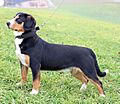 Entlebucher