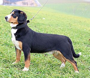Entlebucher
