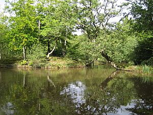 Epping Forest, Strawberry Hill Pond - geograph.org.uk - 548653