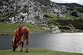 ErcinaLakeHorse