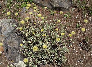 Eriogonum prattenianum avium.jpg