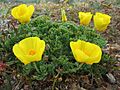 Eschscholzia californica
