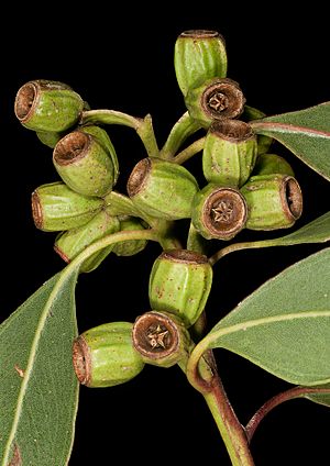 Eucalyptus angulosa - Flickr - Kevin Thiele