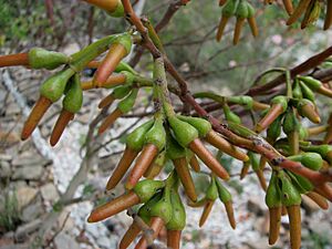 Eucalyptus eremophila flower buds 1449
