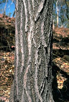 Eucalyptus jensenii bark