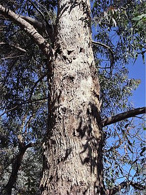 Eucalyptus rudderi bark