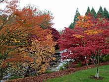 Fall colours at VanDusen Botanical Garden
