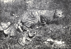 Felis sylvestris cafra + kittens
