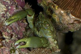 Female Mithraculus sculptus Crab