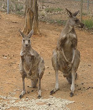 Female and male Eastern Grey Kangaroos (Macropus giganteus)