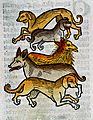 Five different types of dogs, woodcut, 1547 Wellcome L0029217
