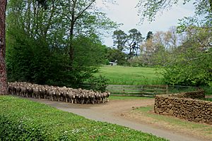 Flickr - brewbooks - Driving Sheep at Panshanger 3
