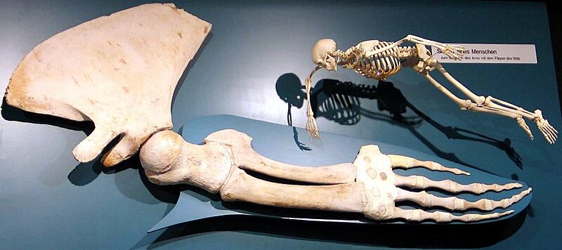 Flipper eines Finnwales