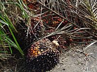 Fruit oil palm