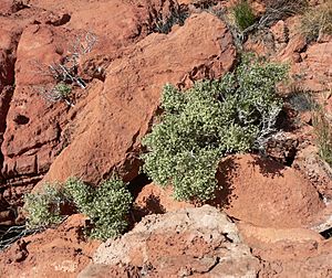 Galium stellatum var eremicum 1.jpg