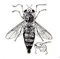 Gasterophilus intestinalis f
