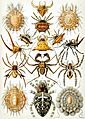Haeckel Arachnida