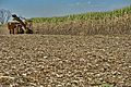 Harvestor cutting row of sugarcane