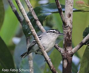 Herpsilochmus stotzi - Aripuana Antwren (male).jpg