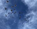 Homing pigeons in flight