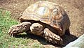 Honolulu Zoo tortoise 1997