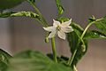 Hungarian wax peppers - flower of the pepper IMG 5434