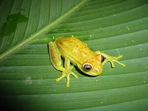 Hypsiboas punctatus Peru 02.JPG