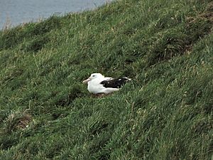 Immature Northern Royal Albatross