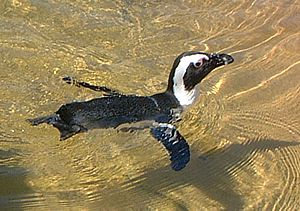 Jackass Penguins, Natureland, Skegness 1