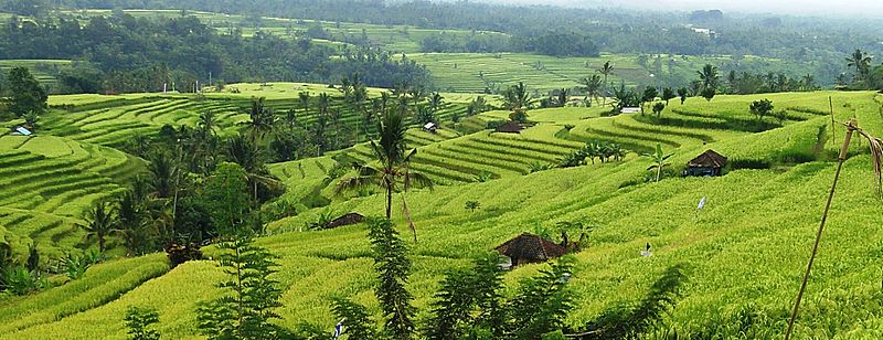 Jatiluwih UNESCO Bali beforeharvest