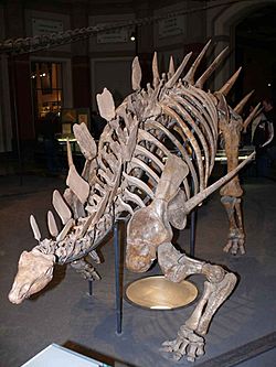 Kentrosaurus aethiopicus P1060063.jpg
