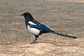 Korean magpie in Daejeon (side profile)