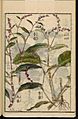 Leiden University Library - Seikei Zusetsu vol. 25, page 010 - 大毛蓼 - Persicaria orientalis (L.) Spach, 1804