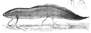 LepidosirenFord