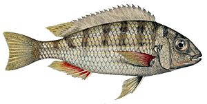 Limnotilapia dardennii.jpg