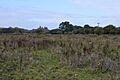 Little Hallingbury Marsh 4