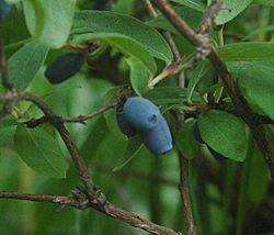 Lonicera kamtschatica berries