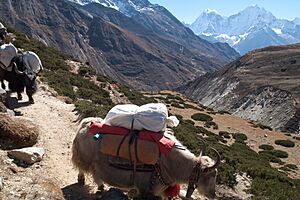 Machermo, Yaks, Nepal