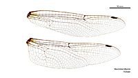 Macromia tillyardi female wings (34928383861)