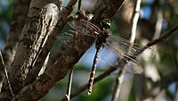 Male Blue-spotted Hawker (13162472785)